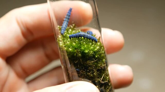 Blue caterpillars on moss in test tube.