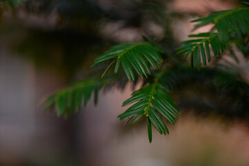 Fototapeta premium Close up of green evergreen yew branch