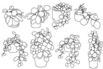 Set of plant in pot hand drawn vector illustrations houseplant, home decoration © Ita