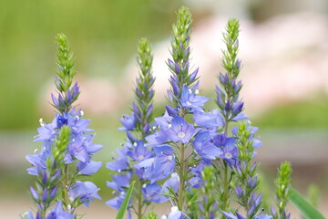植物　ガーデン　花　花壇