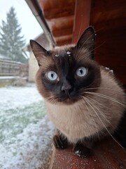 portrait of a cat © Alyona 