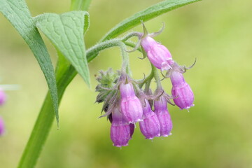 植物　ガーデン　花　花壇