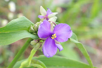 植物　ガーデン　花　花壇