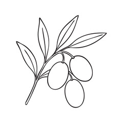 Olive branch outline, vector drawing
