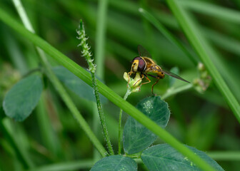A close-up view of a Syrphids Fly eating nectar from a meadow flower © Sergey