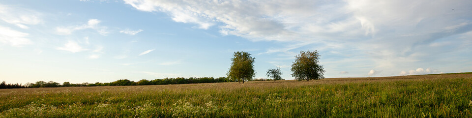 Fototapeta premium Wide green field with trees under blue sky and clouds