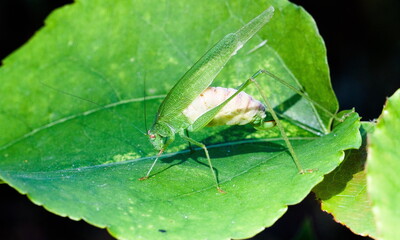 green bug on a leaf