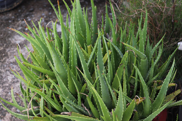 Obraz premium Mature aloe vera plant with long upright fleshy leaves