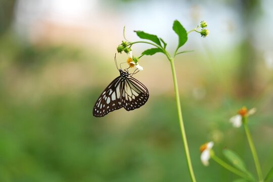 Close up of a Glassy Tiger butterfly (Ideopsis juventa) perched on a wildflower