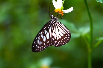 Close up of a Glassy Tiger butterfly (Ideopsis juventa) perched on a wildflower