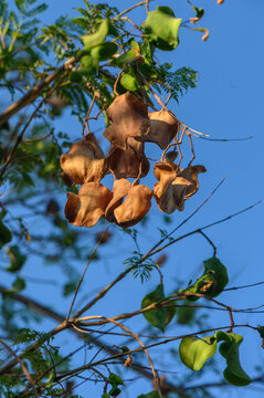 Jacaranda flowering branch close-up ideal for botanical, landscape,