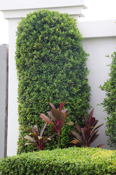 Symmetrical tall hedges lined beside modern building walkway