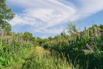 Naklejka premium Pathway through green plants and flowers in a natural setting under blue sky