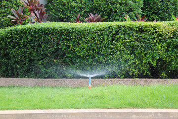 Wide hedge border separating lawn and pathway © vuthy
