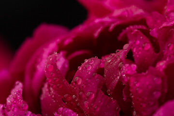 Floral spring background. Red peonies and petals. Close-up. Soft focus. Nature