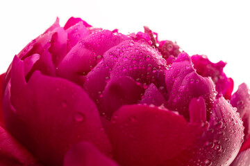 Floral spring background. Red peonie and petals on white background. Close-up. Soft focus. Nature