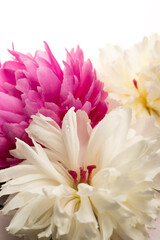 Floral spring background. Pink and white peonies and petals. Close-up. Soft focus. Nature
