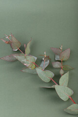 Fresh eucalyptus leaves on green background, top view. Eucalyptus branches.