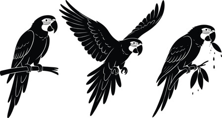 Black vector silhouette set of three tropical macaw parrots in perched and flying poses for exotic wildlife nature zoo and environmental conservation design projects © MstHanufa