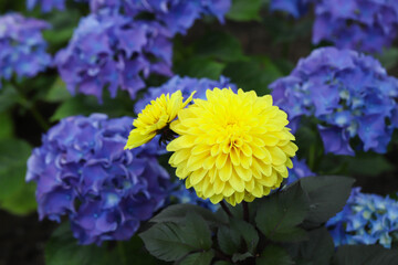 Close-up of beautiful blue hydrangea flowers in the garden that blooms in early summer.