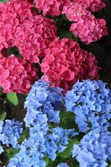 Close-up of beautiful hydrangea flowers in the garden that blooms in early summer.