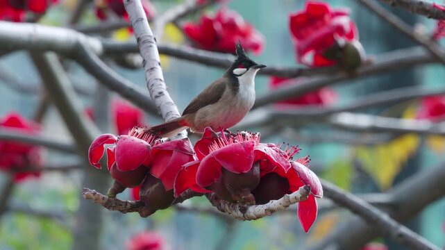 Red-whiskered Bulbul perched on red Kapok flower and feeding on nectar in 4K.