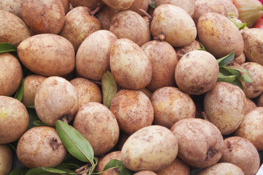 Many fresh sapota or chikoo fruits as background