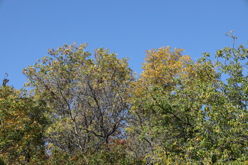 Fototapeta premium golden yellow leaves, barren branches high overhead against clear deep blue autumn sky (landscape)