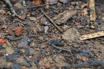 Small empty snail shell on dirt ground among twigs and leaves