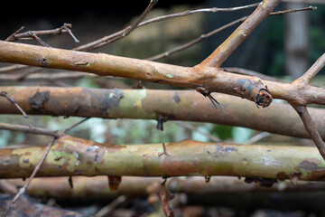 Close up of smooth brown tree branches with peeling bark