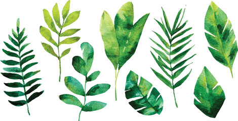 Various tropical leaves on white background green leaves isolated on a transparent background .A vibrant grapevine branch showcasing the fresh, new growth of spring, with bright green leaves and del   © BLACK MAN