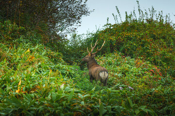 Fototapeta premium Muroran, Hokkaido, Japan - Oct 04 2024, panoramic view of a forest deer with antlers standing in dense thickets and looking into the frame, at daytime, Muroran, Japan