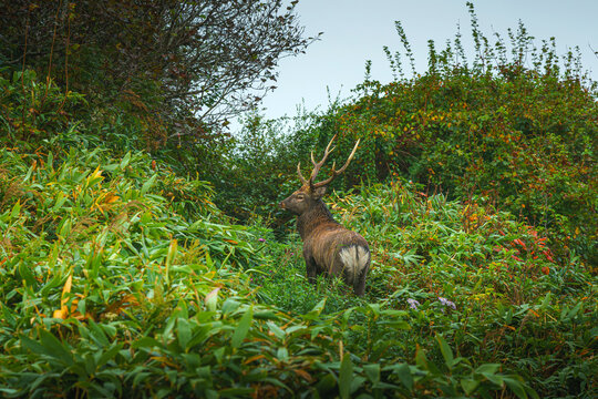 Muroran, Hokkaido, Japan - Oct 04 2024, panoramic view of a forest deer with antlers standing in dense thickets and looking into the frame, at daytime, Muroran, Japan
