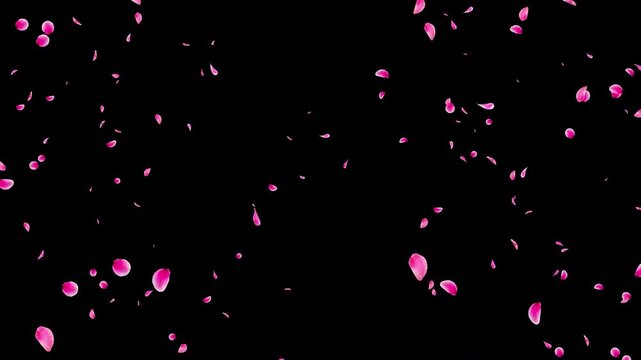 Pink Flower Petal Explosion Video Background with Alpha Channel, Realistic Ume Plum Blossom Burst Animation Stock Video Overlay, Romantic Spring Wedding Celebration, 4K ProRes 4444