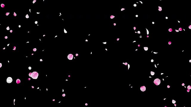 White and Pink Flower Petal Explosion Video Background with Alpha Channel, Realistic Ume Plum Blossom Burst Animation Stock Video Overlay, Spring Wedding Celebration Japanese Style, 4K ProRes 4444