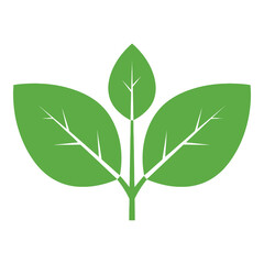 Fototapeta premium Three green leaves on a stem with white veins illustration icon