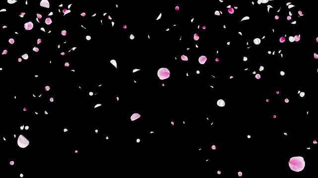 White and Pink Flower Petals Burst from Bottom Center Video Background with Alpha Channel, Realistic Ume Plum Blossom Explosion Animation Stock Video Overlay, Spring Wedding Celebration, 4K ProRes 444