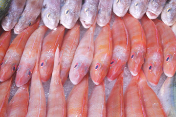 Many fresh red mullet fishes close up