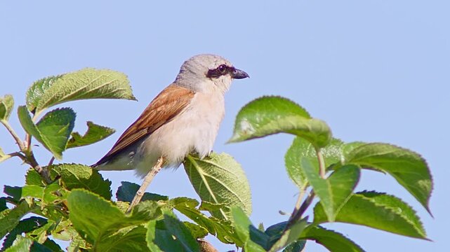 Red-backed Shrike (Lanius collurio) Male Hunting at Sunrise in Summer, Close-up 4K Video &ndash; B&ouml;tzingen, Baden-W&uuml;rttemberg, Germany, Europe
