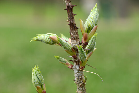  Baumkraftwurz, Kalopanax septemlobus