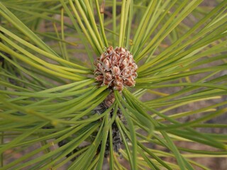 Terminal Bud of Austrian Pine (Pinus nigra) in Late Winter, Colorado