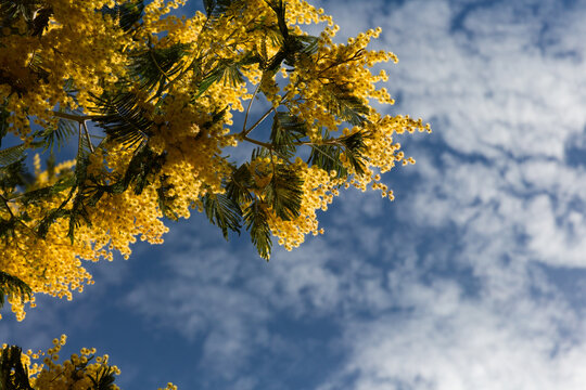 Branches de mimosa en fleurs dans la partie sup&eacute;rieure &agrave; gauche de l'image, jaune lumineux, ciel bleu et petits nuages blancs en arri&egrave;re-plan, beaux jours