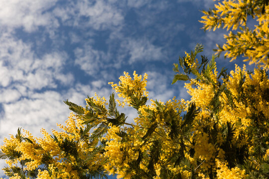 Branches de mimosa d'un arbre en fleurs, jaune lumineux, ciel bleu avec petits nuages blancs dans la partie gauche sup&eacute;rieure de l'image