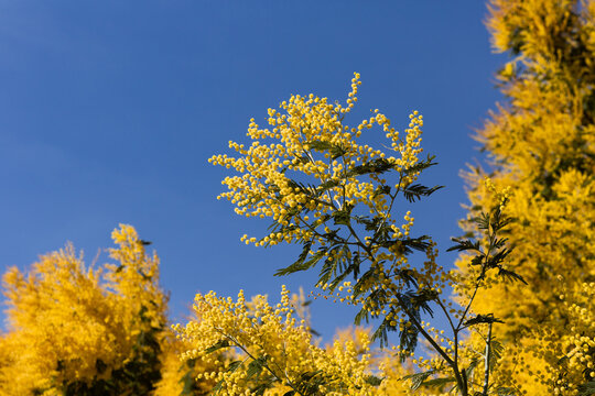 Branches de mimosa jaune en fleurs en premier plan &eacute;clair&eacute;es par le soleil, ciel bleu en arri&egrave;re-plan
