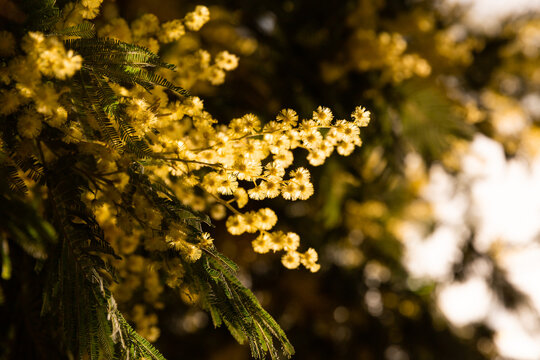 Mimosa en fleurs en gros plan sur une branche d'un arbre, fleurs lumineuses en forme de pompons jaunes r&eacute;tro&eacute;clair&eacute;s par le soleil