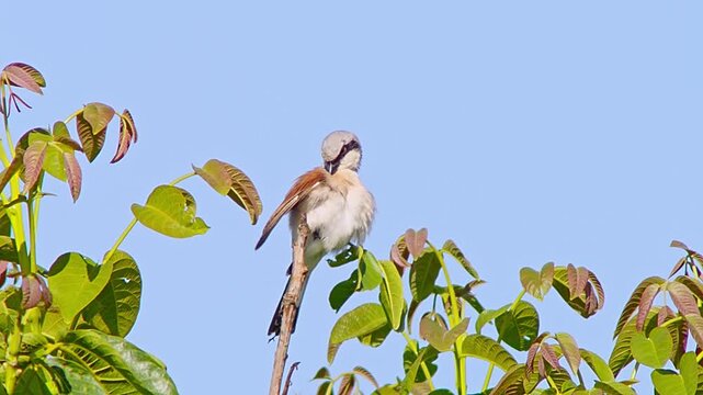 Red-backed Shrike (Lanius collurio) Male Hunting at Sunrise in Summer, Close-up 4K Video &ndash; B&ouml;tzingen, Baden-W&uuml;rttemberg, Germany, Europe