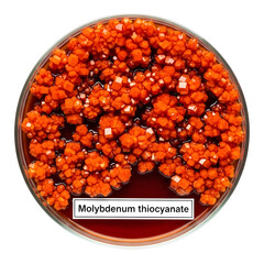 Petri dish containing molybdenum thiocyanate crystals in a red liquid solution isolated on transparent background