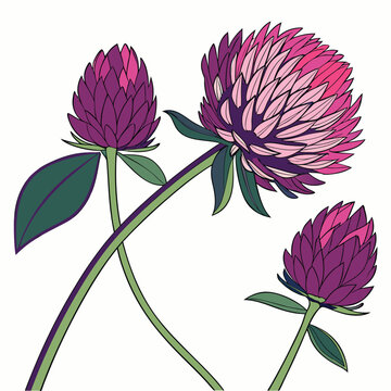 gomphrena colorful on white background