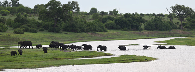 African Elephant Herd Emerging from River After Crossing – Panoramic Safari Scene © PetrDolejsek
