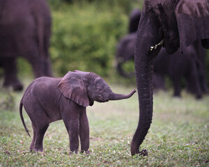 Adorable African Elephant Calf Touching Mother’s Trunk – Tender Wildlife Moment © PetrDolejsek